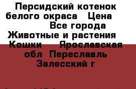 Персидский котенок белого окраса › Цена ­ 35 000 - Все города Животные и растения » Кошки   . Ярославская обл.,Переславль-Залесский г.
